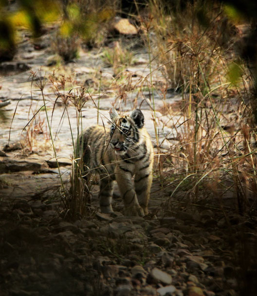 Golden Triangle Tour With Ranthambore